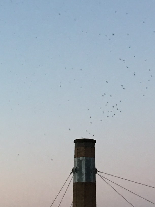 We also visited Chapman School to see the swifts roost on their trek south. Thousands of swifts roost in the elementary school's chimney, and have been doing so for more than 20 years! Check it out: http://audubonportland.org/local-birding/swiftwatch